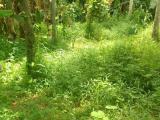 LAND OF SALE IN UDUGAMPOLA