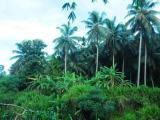 Land for sale in rambukkana