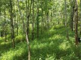 6 Acres Land For Sale In Kosgama